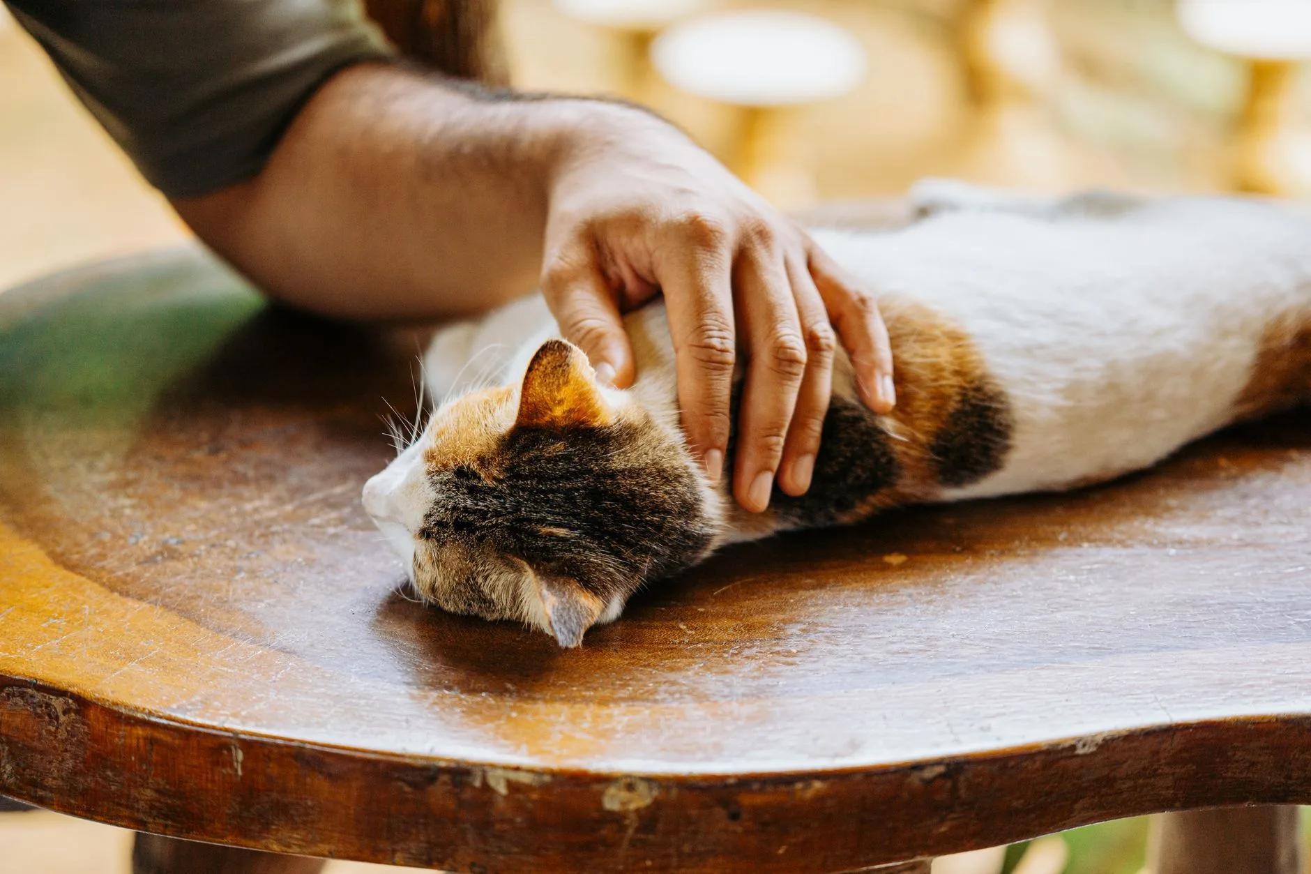 sitede kedi beslemek yargıtay kararları