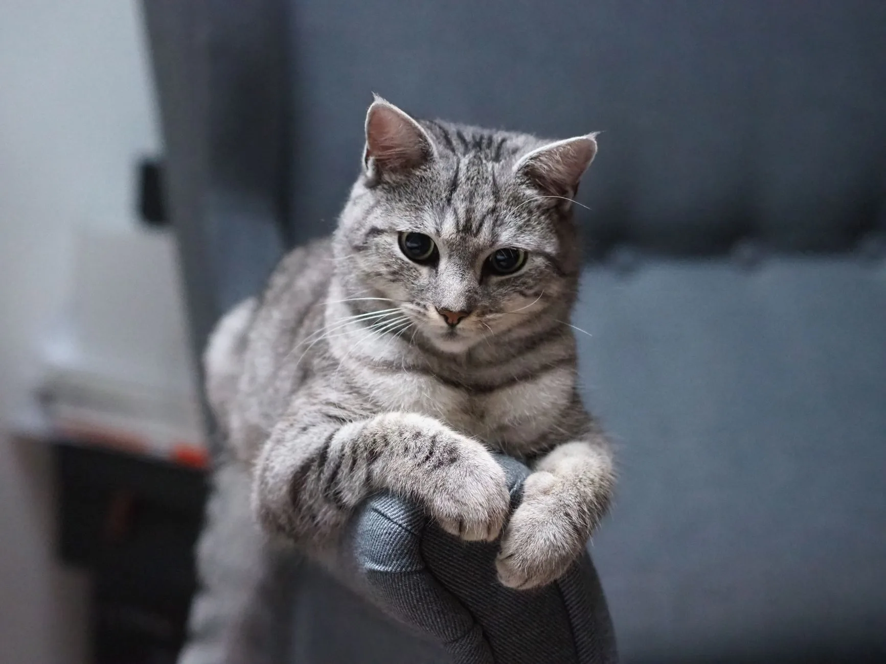 sitede kedi beslemek yargıtay kararları