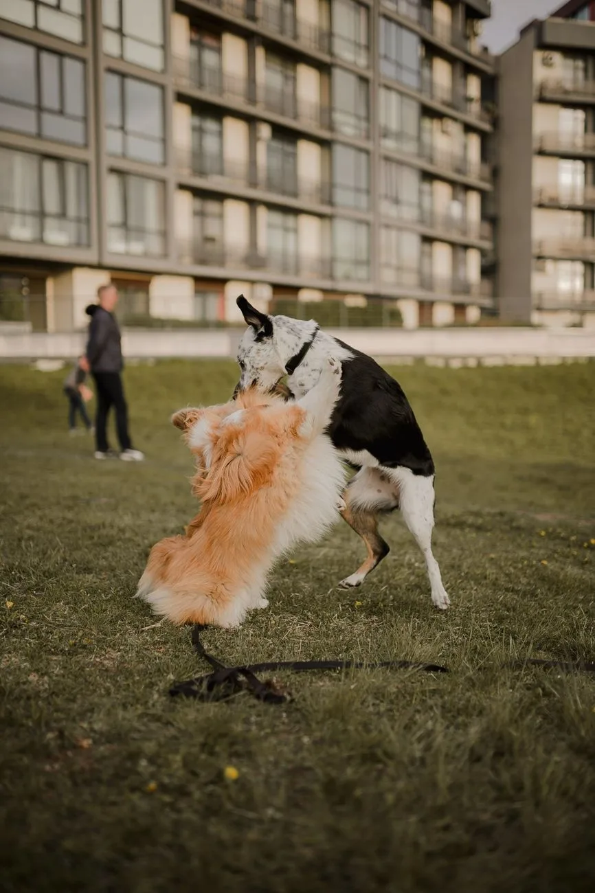 apartmanda köpek beslemek yargıtay kararları