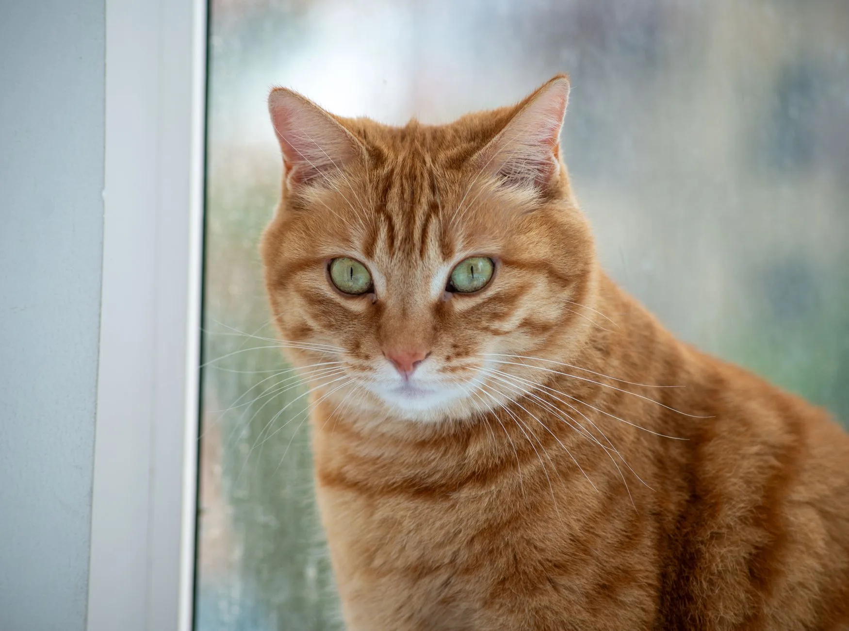 apartmanda kedi beslemek yargıtay kararları